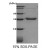 Recombinant human Adiponectin, 15-244 aa
