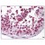 Figure 1. Formalin-Fixed Paraffin-Embedded (FFPE) on Testis.
