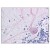 Figure 1. Formalin-Fixed Paraffin-Embedded (FFPE) on Brain, cerebellum.