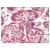 Figure 1. Formalin-Fixed Paraffin-Embedded (FFPE) on Placenta.