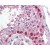 Testis: Formalin-Fixed Paraffin-Embedded (FFPE)