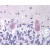Brain cerebellum: Formalin-Fixed Paraffin-Embedded (FFPE)