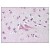 Figure 1. Formalin-Fixed Paraffin-Embedded (FFPE) on Brain, cortex.