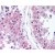 Formalin-fixed, paraffin-embedded Human testis tissue stained with MAPK1 / ERKAntibody at 1/50 after heat-induced antigen retrieval