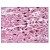 Figure 2. Staining PPARG in Heart tissue by Immunohistochemistry using Formalin-Fixed Paraffin-Embedded (FFPE) tissue.