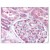 AP07829PU-N Nestin antibody staining of Formalin-Fixed Paraffin-Embedded Human Kidney at 5 µg/ml