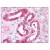 Figure 1. Staining RICTOR in Renal Tubular Epithelium by Immunohistochemistry using Formalin-Fixed Paraffin-Embedded (FFPE) tissue.