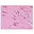 Figure 2. Staining BCL10 in Brain, Cortex by Immunohistochemistry using Formalin-Fixed Paraffin-Embedded (FFPE) tissue.