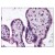 Figure 1. Staining IKK Beta (IKK2) in Placenta by Immunohistochemistry using Formalin-Fixed Paraffin-Embedded (FFPE) tissue.