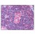 Figure 1. Staining NFKB1 in Thymus by Immunohistochemistry using Formalin-Fixed Paraffin-Embedded (FFPE) tissue.