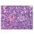 Figure 1. Staining NFYB in Thymus by Immunohistochemistry using Formalin-Fixed Paraffin-Embedded (FFPE) tissue.