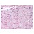 Figure 2. Staining APAF1 in Heart by Immunohistochemistry using Formalin-Fixed Paraffin-Embedded (FFPE) tissue.