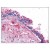 Figure 1. Staining BMP4 in Lung, Respiratory Epithelium by Immunohistochemistry using Formalin-Fixed Paraffin-Embedded (FFPE) tissue.