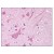 Figure 1. Staining SCN5A in Brain, Cortex by Immunohistochemistry using Formalin-Fixed Paraffin-Embedded (FFPE) tissue.