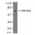 Figure 1. Western blot analysis of extracts from 293 cells transfected with HA-tagged Akt using HA-Tag Polyclonal Antibody AP08109PU.