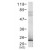 Figure 1. Western blot analysis of extract from 293 cells transfected with Flag-tagged Bad using Flag-Tag Polyclonal Antibody AP08111PU.