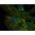 Immunofluorescence staining of AHNAK1 in human primary fibroblasts using anti-AHNAK1 (green). Actin filaments were decorated by phalloidin (red) and cell nuclei stained with DAPI (blue).