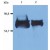 Western Blotting analysis (reducing conditions) of Human serum albumin using anti-Human Albumin antibody (AL-01). 
Lane 1: Human blood plasma. 
Lane 2: Human blood serum.