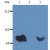 Western Blotting analysis (non-reducing conditions) of whole cell lysate of various cell lines using anti-Human β2-microglobulin antibody (B2M-01).
Lane 1: RAJI Human Burkitt lymphoma cell line.
Lane 2: EL4 Mouse lymphoblastic lymphoma cell line.
Lane 3: U937 Human histiocytic lymphoma cell line.