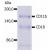 Immunoprecipitation of human CD11b/CD18 heterodimer from the lysate of washed PBMC isolated from healthy donor. Lysate was subjected to affinity column chromatography using anti-human CD11b (MEM-174) immunosorbent. Eluted immunoprecipitate was resolved on 7.5% SDS-PAGE and stained with Coomasie Blue.
