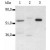 Figure 1. Immunoprecipitation of Human CD4 from the lysate T cells isolated from fresh buffy coats. Western blot was immunostained by anti-Human CD4 antibody (MEM-241). 
Lane 1: original lysate of T cells. 
Lane 2: immunoprecipitate by Negative Control antibody. 
Lane 3: immunoprecipitate by anti-Human CD4 antibody (MEM-115).