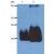 Western Blotting analysis (non-reducing conditions) of whole cell lysate of HPB-ALL human peripheral blood T cell leukemia cell line using anti-CD59, clone MEM-43/5 (SM3033PS). Lane 1: original cell lysate. Lane 2: material immunoprecipitated with anti-human CD59, clone MEM-43 (SM1145PS)