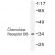 Western blot (WB) analysis of Chemokine Receptor D6 antibody (Cat.-No. AP01193PU-N) in extracts from HepG2.