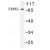 Western blot (WB) analysis of EMR2 antibody (Cat.-No.: AP01214PU-N)in extracts from HeLa cells.