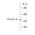 Western blot (WB) analysis of PKAalpha/beta cat antibody (Cat.-No.: AP01230PU-N) in extracts from COLO cells.