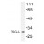 Western blot (WB) analysis of TSG-6 antibody (Cat.-No.: AP01235PU-N) in extracts from Jurkat cells.