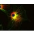 Figure 1. Immunofluorescence staining of 3T3 mouse embryonal fibroblast cell line using anti-alpha-Tubulin antibody (TU-01; green) and anti-Vimentin antibody (VI-01; SM3128P; red). Nucleus is stained with DAPI (blue).