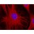Figure 1. Immunofluorescence staining of 3T3 mouse embryonal fibroblast cell line with anti-Vimentin (VI-01) Dyomics 547. Nuclei are stained with DAPI (blue).