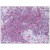 Figure 1. Spleen: Formalin-Fixed Paraffin-Embedded (FFPE)