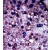 Formalin-fixed and paraffin-embedded human cancer tissue reacted with the primary antibody, which was peroxidase-conjugated to the secondary antibody, followed by DAB staining.