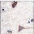 Formalin-fixed and paraffin-embedded human brain tissue reacted with BRAF-pT400, which was peroxidase-conjugated to the secondary antibody, followed by DAB staining.