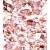 Formalin-fixed and paraffin-embedded human cancer tissue reacted with the primary antibody, which was peroxidase-conjugated to the secondary antibody, followed by AEC staining.