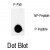Dot blot analysis of phospho-BRAF-Thr439 polyclonal antibody(Cat#AP12755PU-N) on nitrocellulose membrane. 50ng of Phospho-peptide or Non Phospho-peptide per dot were adsorbed. Antibody working concentration was 0.5ug per ml. P-Pab: phospho-antibody; P-Peptide: phospho-peptide; NP-Peptide: non-phospho-peptide.