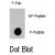 Dot blot analysis of anti-BRAF-pSer445 Phospho-specific Pab (Cat.#AP12840PU-N) on nitrocellulose membrane. 50ng of Phospho-peptide or Non Phospho-peptide per dot were adsorbed. Antibody working concentrations are 0.5ug per ml.