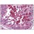 Testis: Formalin-Fixed Paraffin-Embedded (FFPE)