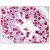 Testis: Formalin-Fixed Paraffin-Embedded