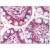Small intestine: Formalin-Fixed Paraffin-Embedded (FFPE)