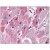 Anti-5HT3A receptor antibody IHC of human heart. Immunohistochemistry of formalin-fixed, paraffin-embedded tissue after heat-induced antigen retrieval. Antibody concentration 5 ug/ml.