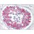 Testis: Formalin-Fixed Paraffin-Embedded (FFPE)