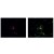 Figure 2. Immunofluorescence staining of P-19 mouse embryonal carcinoma cell line stimulated to neuronal differentiation by retinoic acid. 
Figure 2A (Left): Microtubules decorated with neuron-specific anti-betaIII-tubulin (TU-20; red). 
Figure 2B (Right): Merged image of co-staining with anti-beta-tubulin (TU-06; green; BM169S). Superposition of red and green colours provided yellow staining. Nuclei were stained with DNA-binding dye (blue).