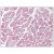 AP08590PU-N Isocitrate Dehydrogenase antibody staining of Formalin-Fixed Paraffin-Embedded Human Heart at 10 µg/ml followed by biotinylated Goat anti-Rabbit IgG secondary antibody, Alkaline Phosphatase-Streptavidin and Chromogen.