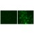 Figure 1. Immunohistochemistry staining of medial nucleus of the trapezoid body (MNTB) cells with the phospho-Ser503 Kv3.1 subunit antibody.
Left: Control cells.
Right: Cells that have been exposed to the protein kinase C activator PMA.