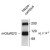 Figure 1. Western blot of 10 µg of rat hippocampal lysate showing the specific immunolabeling of the ~110k monomer and the ~220k dimer of mGluR2 and mGluR3.