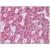 Liver: Formalin-Fixed Paraffin-Embedded (FFPE)