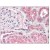 Figure 1. Immunohistochemical analysis of Formalin-Fixed Paraffin-Embedded Kidney tissue using AP08789PU-N at 2.5 µg/ml.
