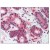 AP08807PU-N staining of ATF6 in Breast tissue by Immunohistochemistry (Formalin-Fixed Paraffin-Embedded).